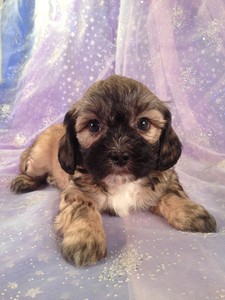 Male/Female Teddy bears|Teddy bear breeders in North Carolina have teddy bear puppies for sale at over $1000|Our Teddy bear price $575!